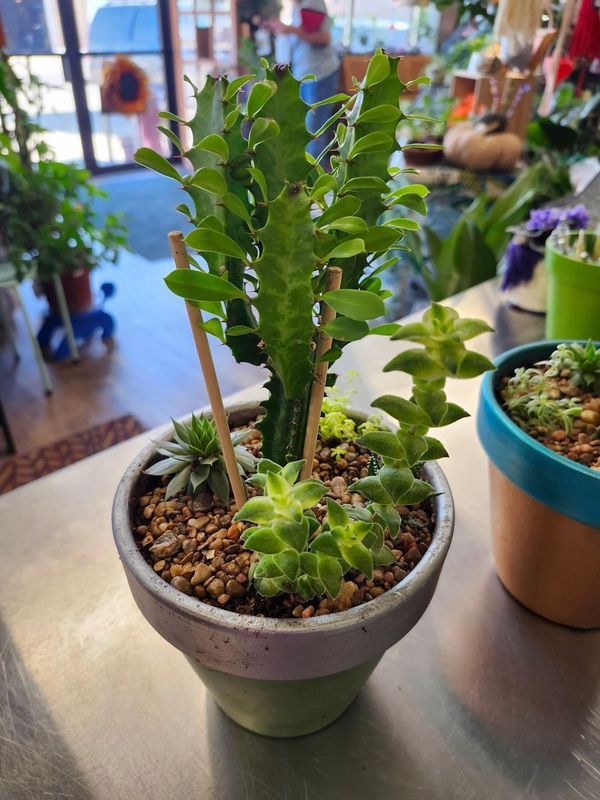 AFRICAN MILK TREE - POTTED