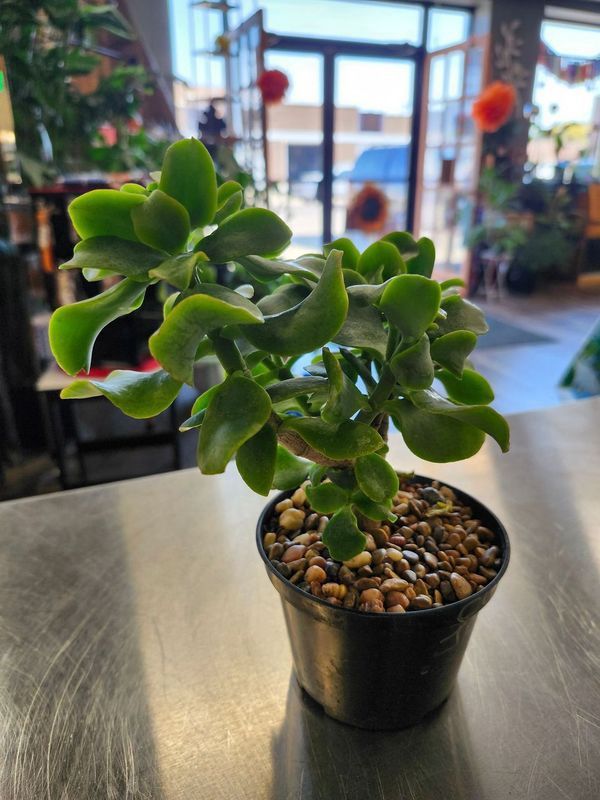 WAVY JADE 4&quot;