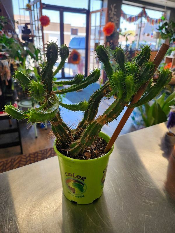 CACTUS