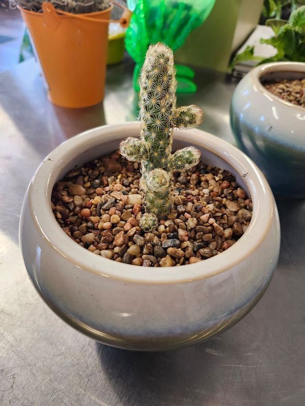 POTTED CACTUS
