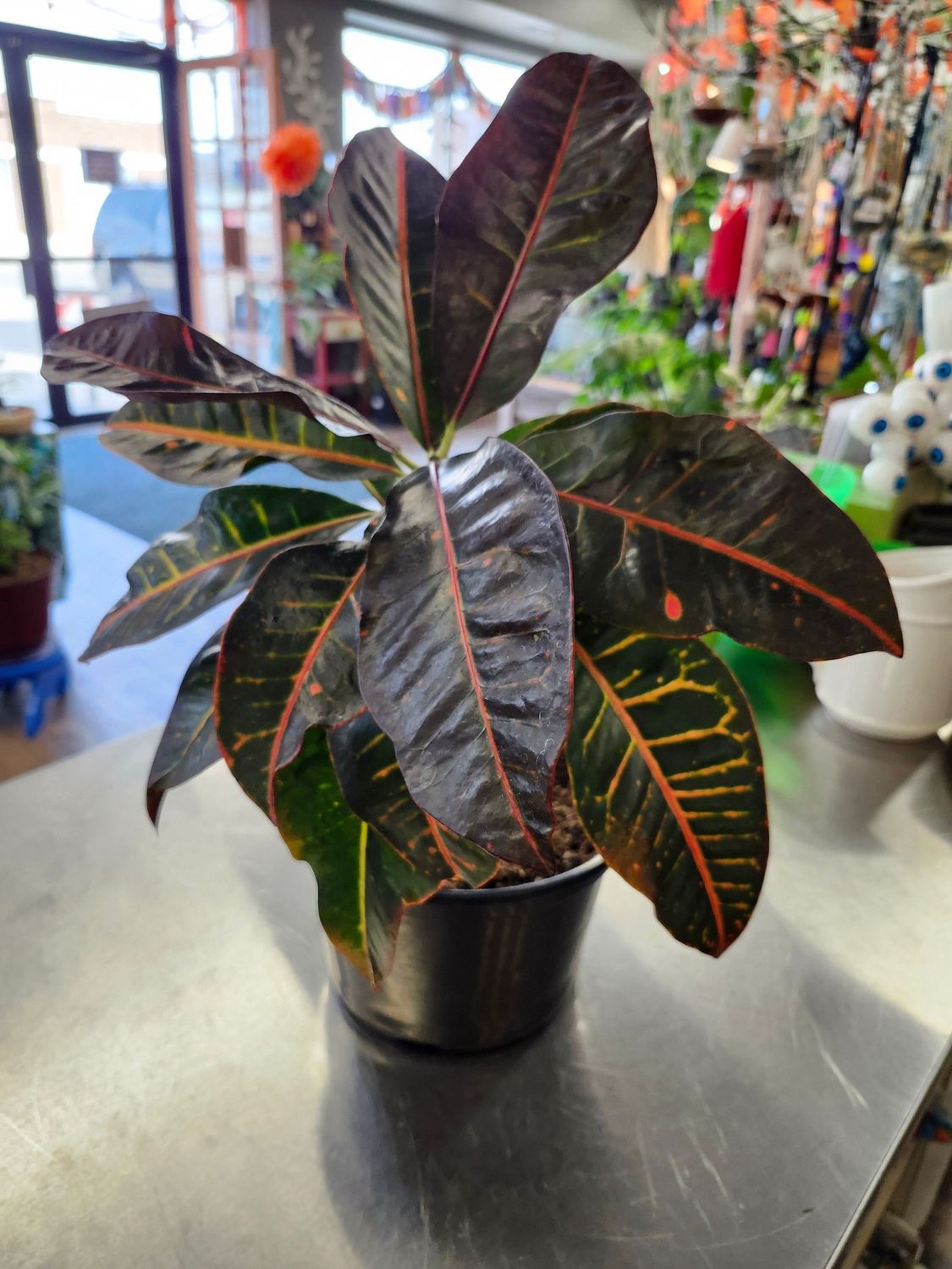 CROTON 8&quot; - GH