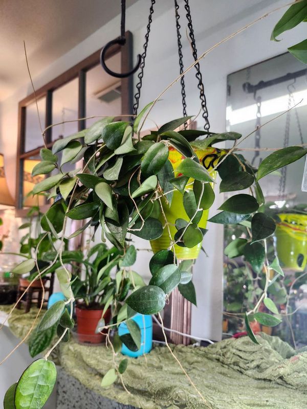 HOYA PARASITICA BLACK MARGIN - HB W/POT