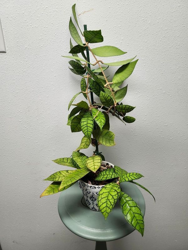 HOYA CALLISTOPHYLLA IN W/POT
