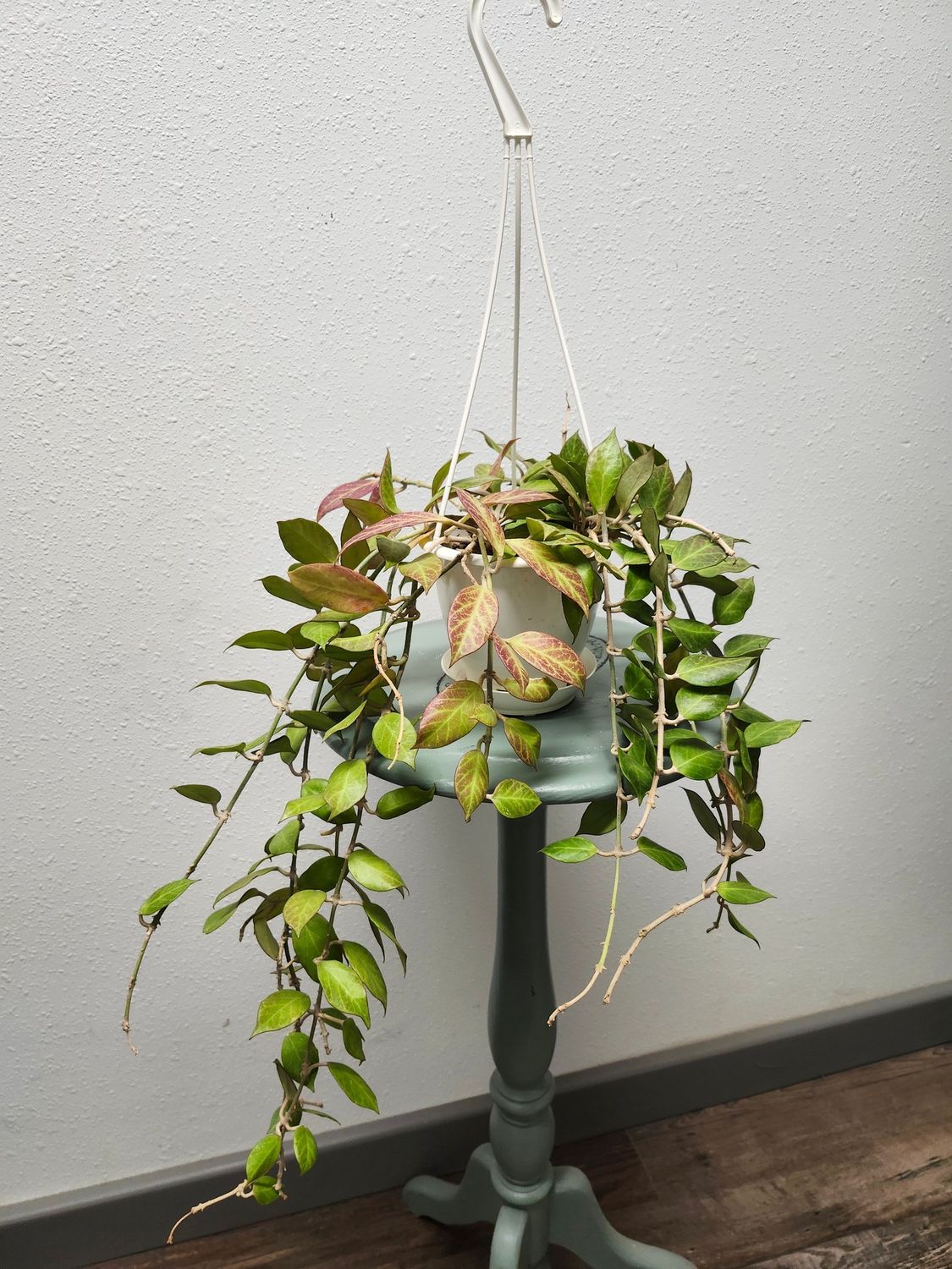 HOYA SUNRISE HB