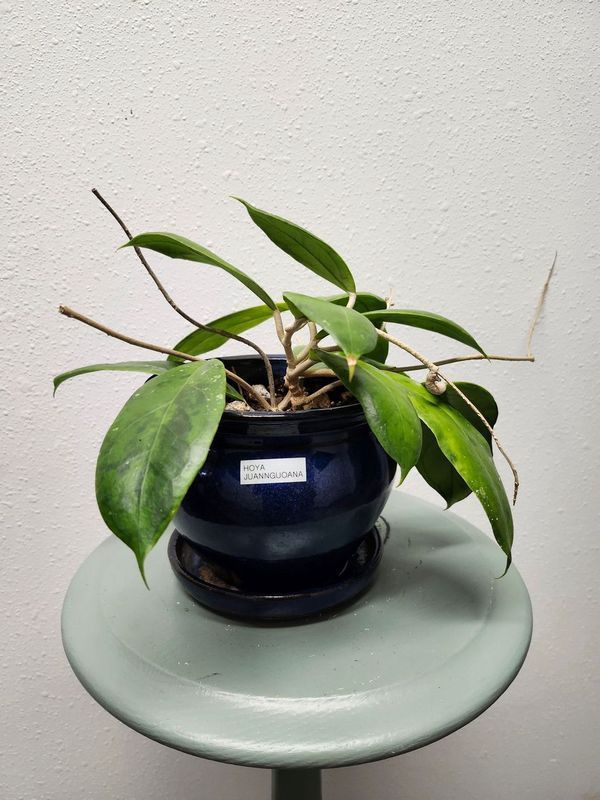 HOYA JUANNGUOANA - POTTED
