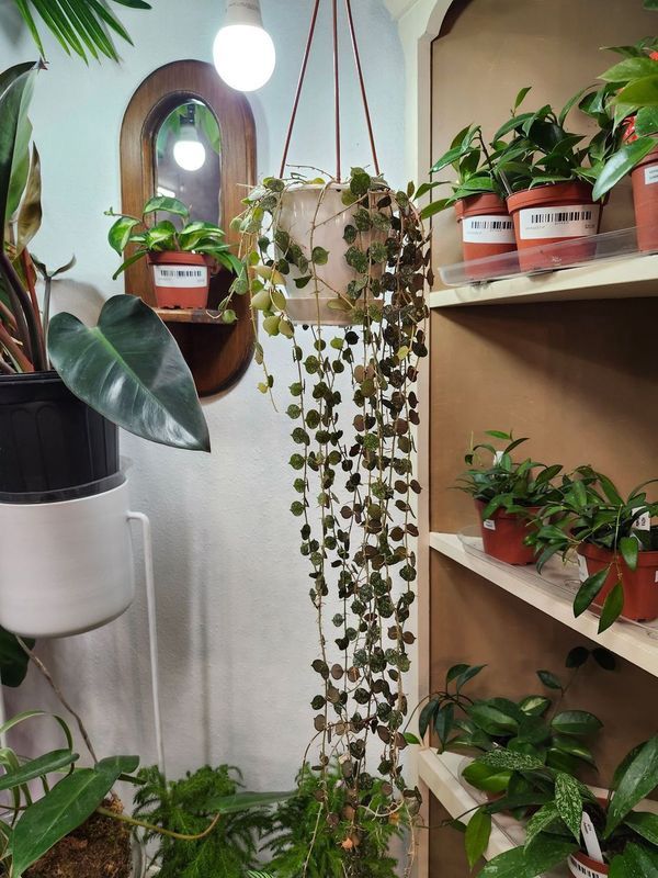HOYA CURTISII HB