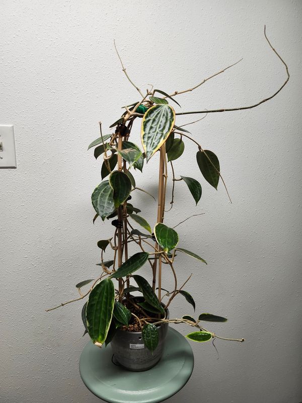 HOYA MACROPHYLLA - POTTED W/TRELLIS