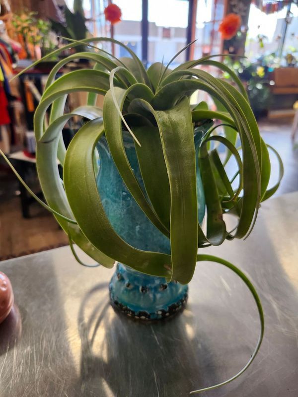 AIR PLANT - XEROGRAPHICA