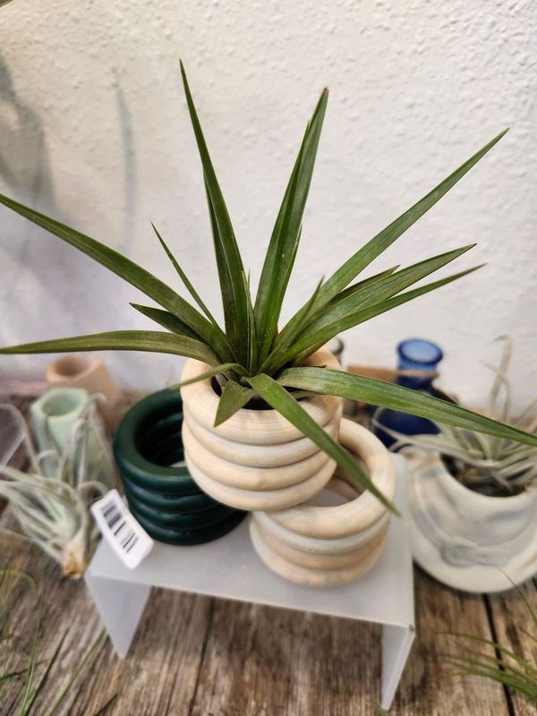 AIR PLANT - TRICOLOR