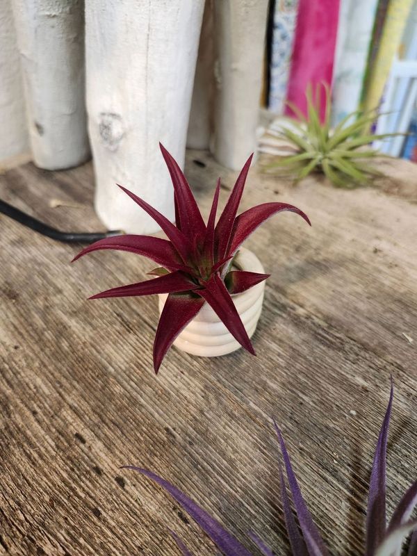 AIR PLANT - ABDITA