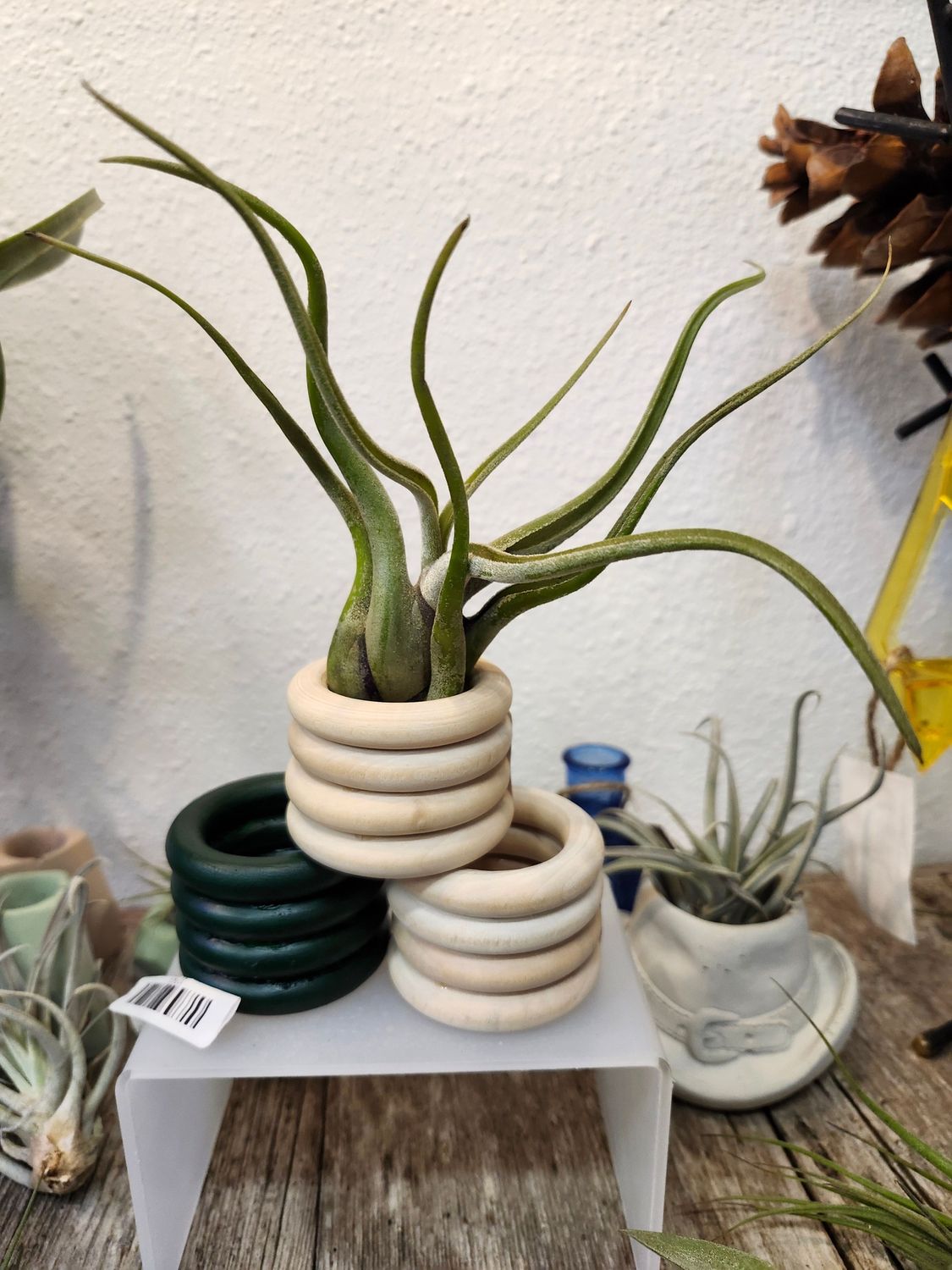 AIR PLANT - CAPUT MEDUSAE