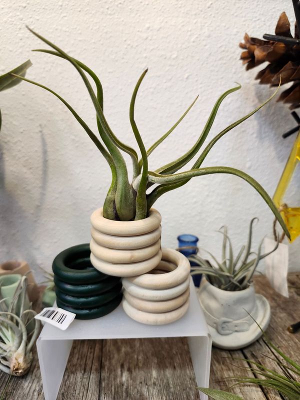 AIR PLANT - CAPUT MEDUSAE
