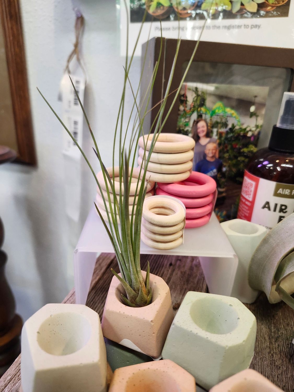 AIR PLANT - JUNCIFOLIA