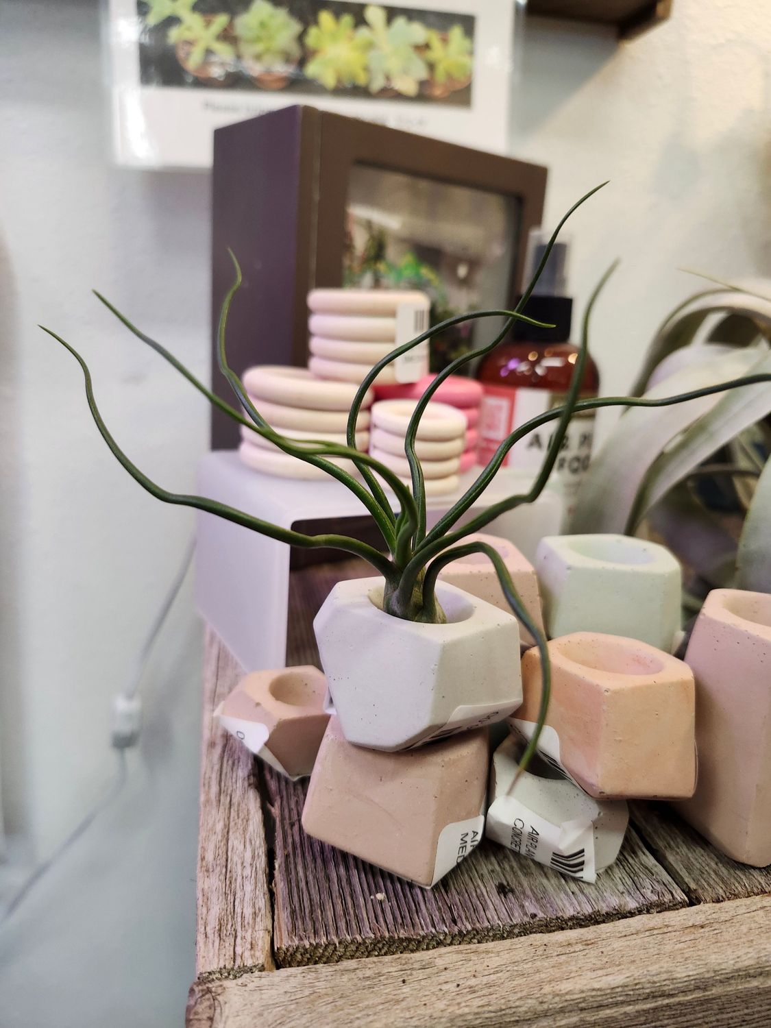 AIR PLANT - BULBOSA