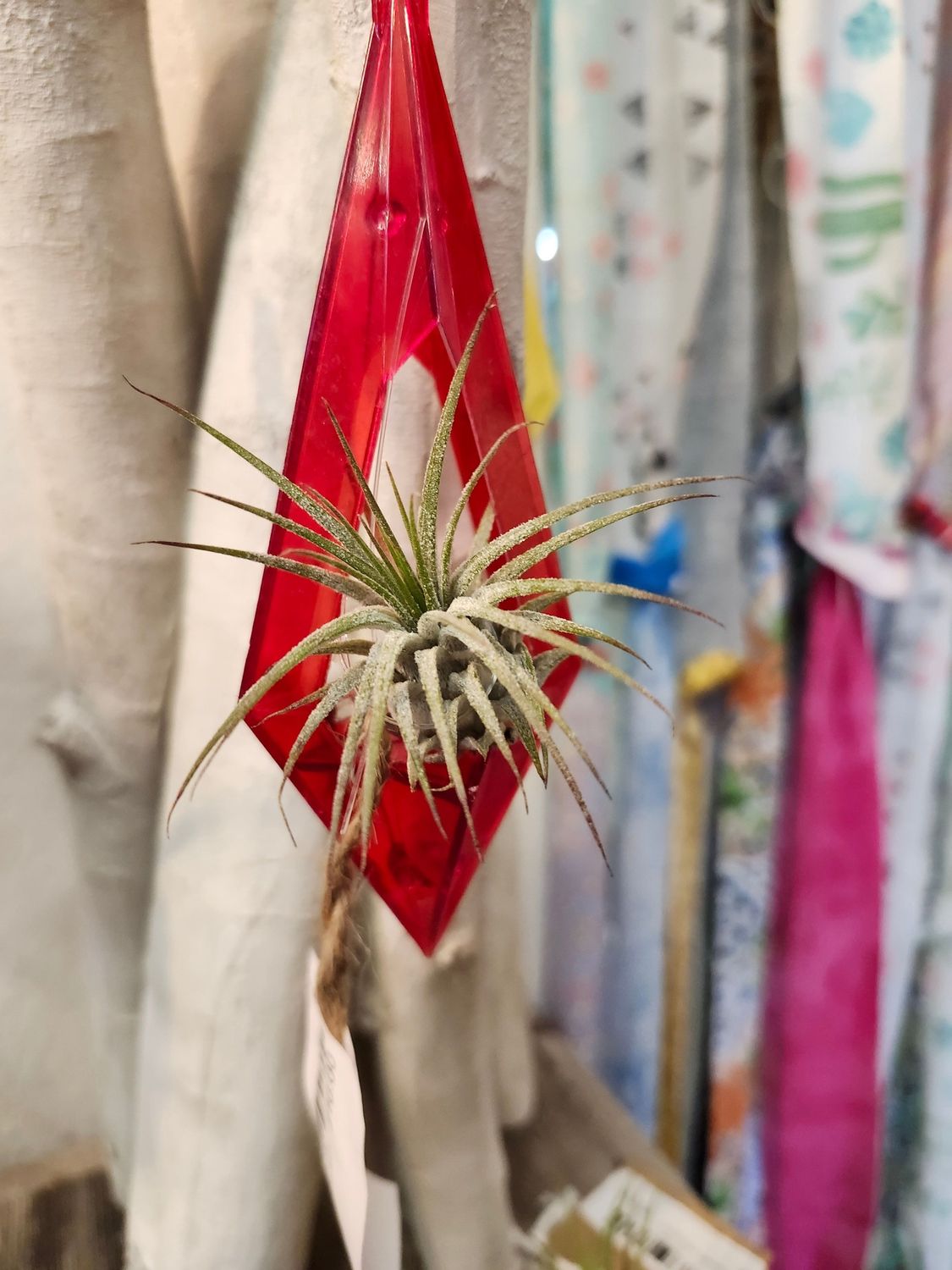 AIR PLANT - IONANTHA