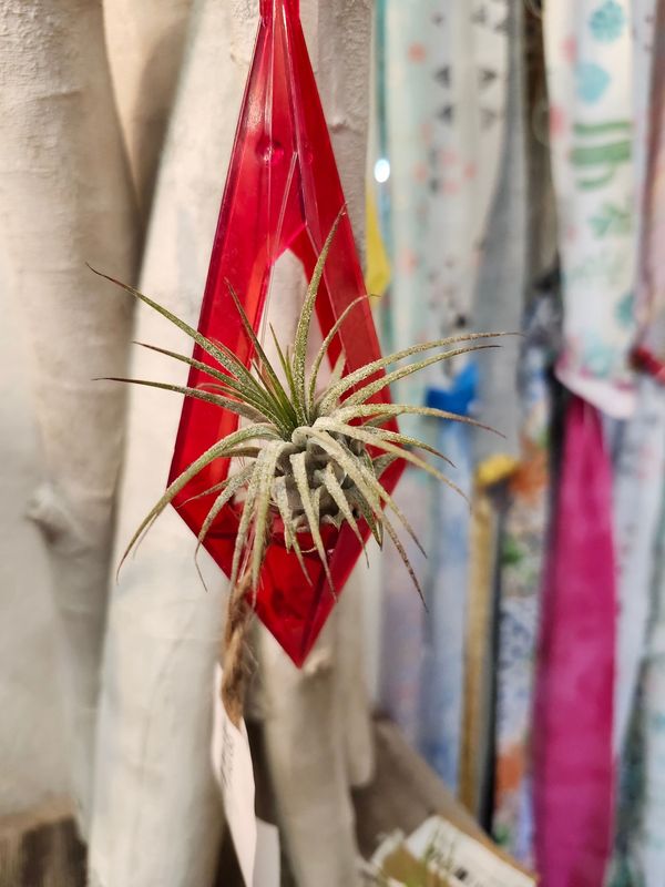 AIR PLANT - IONANTHA