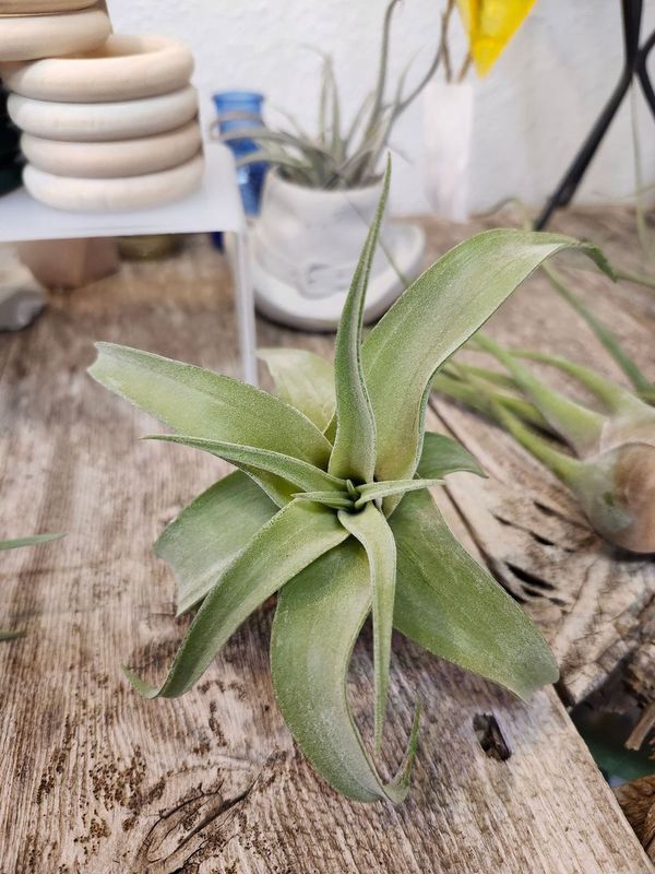 AIR PLANT - STREPTOPHYLLA