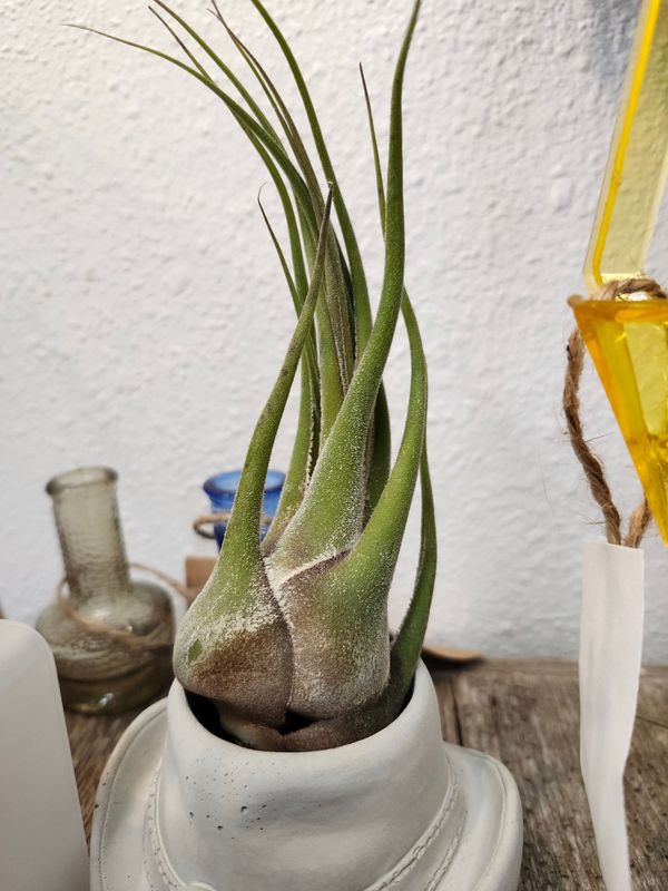 AIR PLANT - SELERIANA