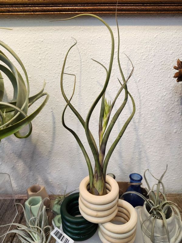 AIR PLANT - PSEUDOBAILEYI