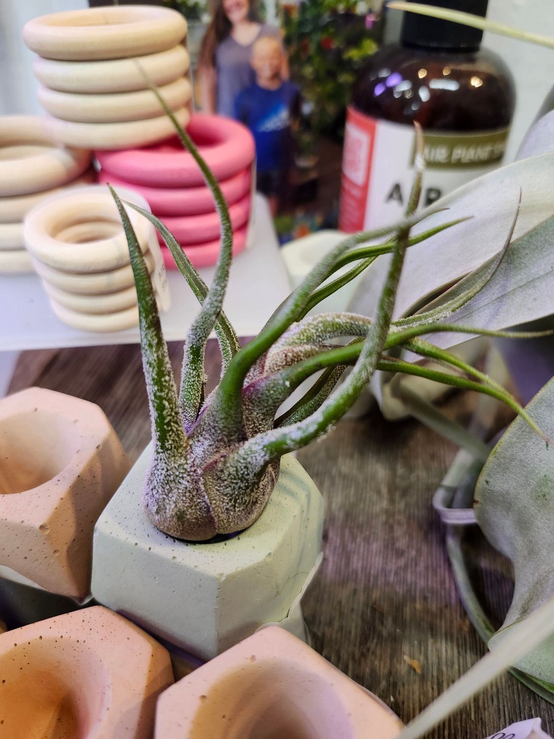 AIR PLANT - PRUINOSA GUATELMALA