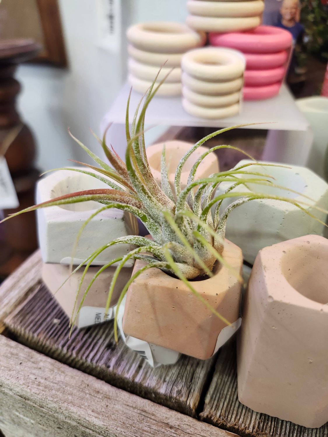 AIR PLANT - RUBRA IONANTHA