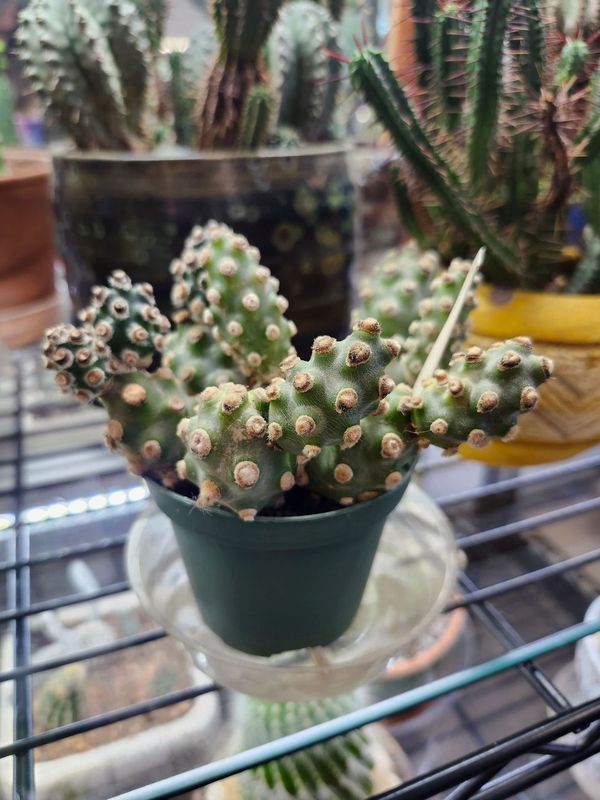 TEPHROCACTUS MOLINESIS