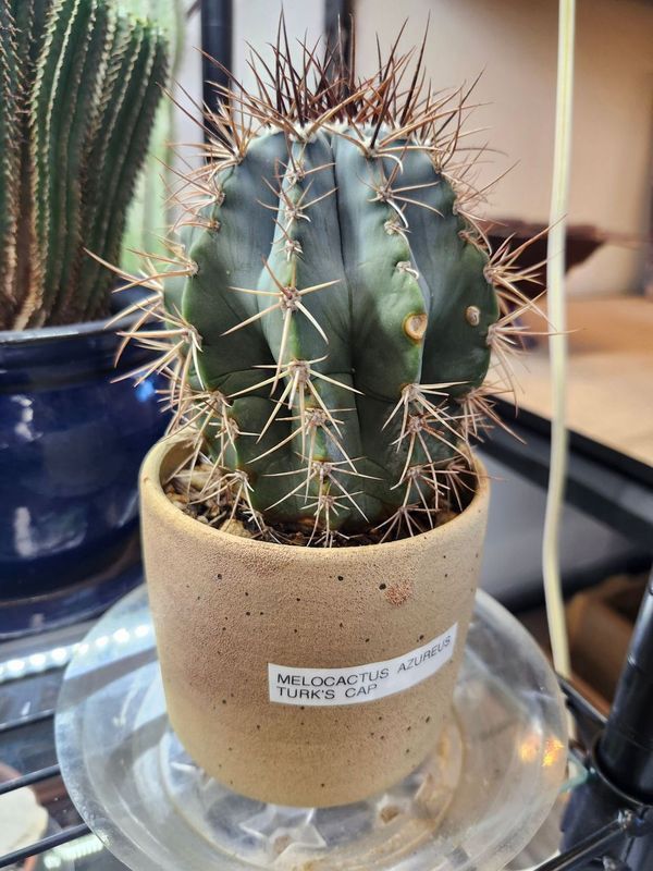 MELOCACTUS AZUREUS