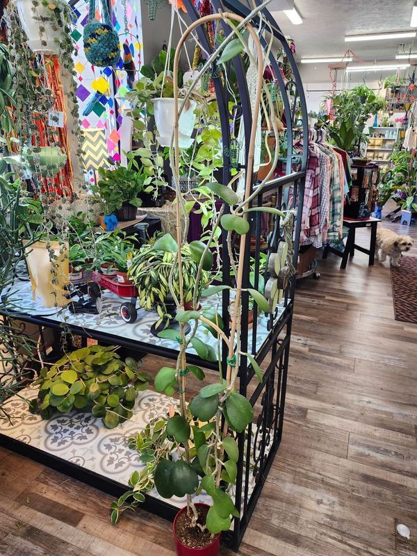 HOYA KERRI - POTTED W/TRELLIS