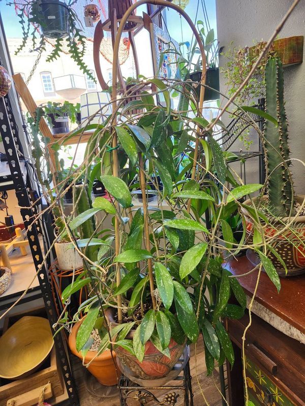 HOYA PUBICALYX POTTED W/TRELLIS
