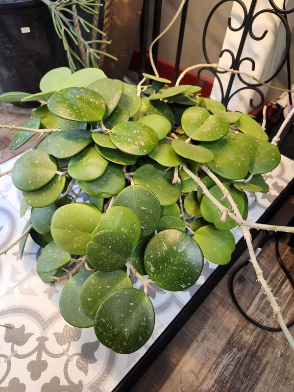 HOYA OBOVATA SPLASH - POTTED