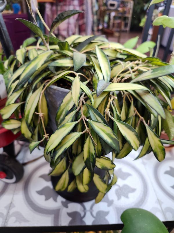 HOYA WEYETTI KENTIANA