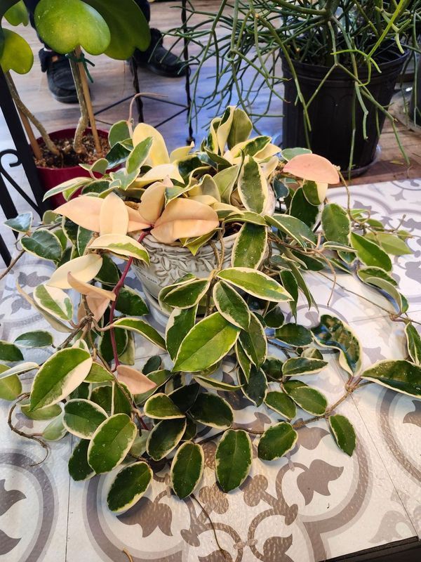 HOYA CRIMSON QUEEN POTTED