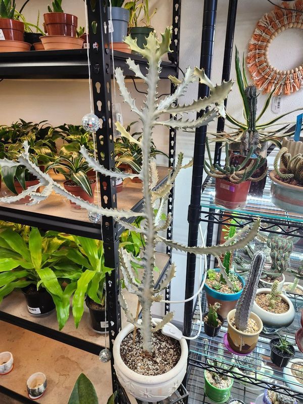 EUPHORBIA LACTIA &quot;WHITE GHOST&quot; 3&#39;