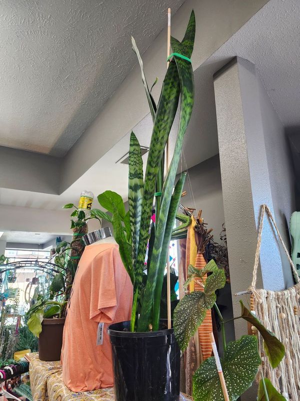 SNAKE PLANT 4&#39;-GH