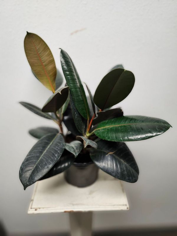 FICUS BURGUNDY 6&quot;