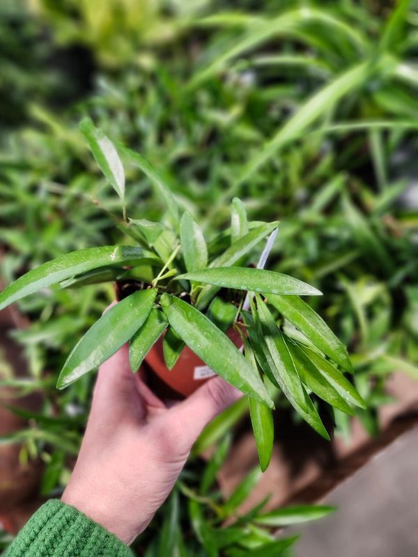 HOYA WAYETII 4&quot;