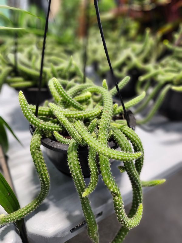 PEANUT CACTUS 6&quot; HB