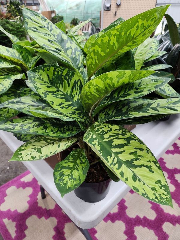 HOMALOMENA CAMOFLAUGE 6&quot;