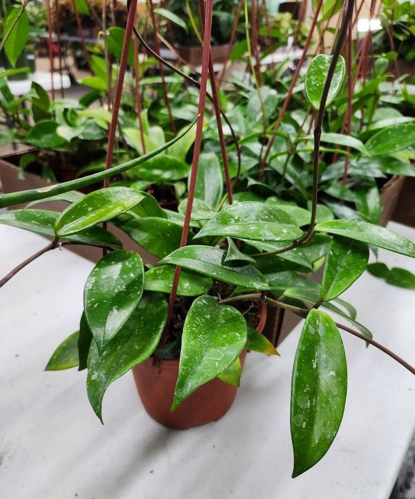 HOYA SIVER SPLASH 6&quot; HB
