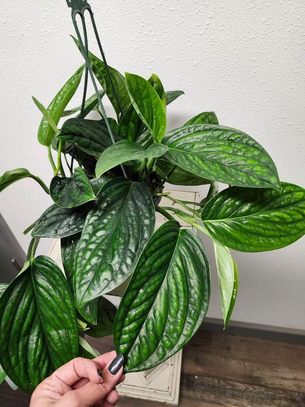 MONSTERA PERU 6" HB
