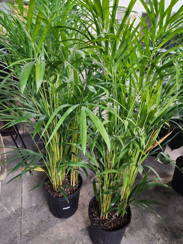 PALM ARECA 8"