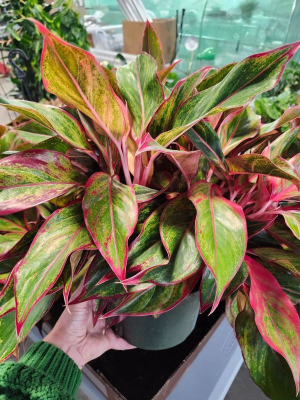 AGLAONEMA SIAM 8&quot;