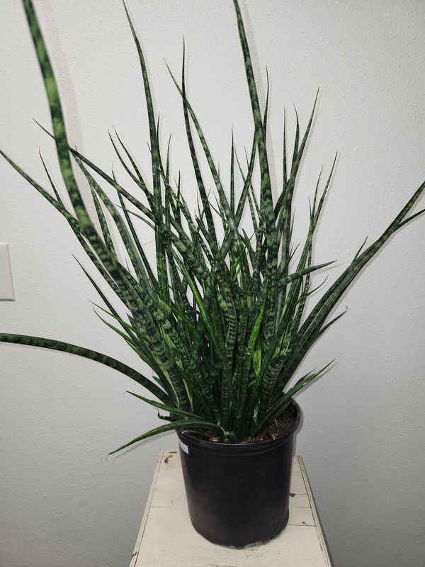 SANSEVIERIA FERNWOOD MIKADO 8&quot;