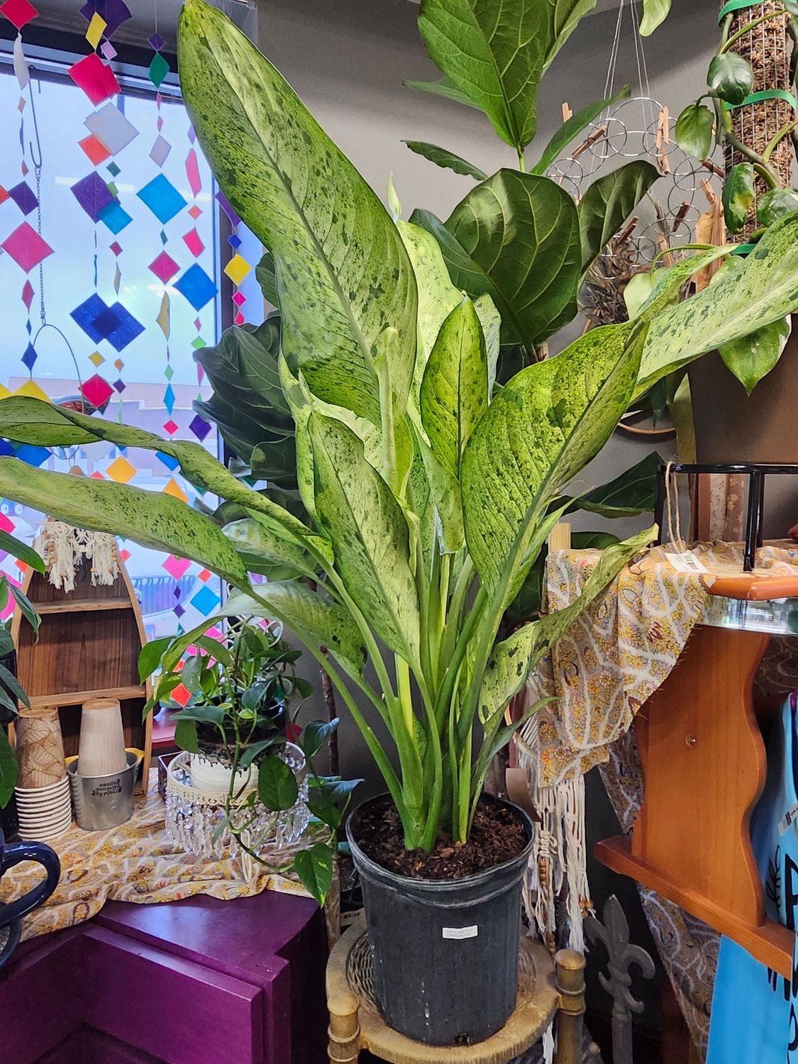 DIEFFENBACHIA CAMOFLAUGE 8&quot;