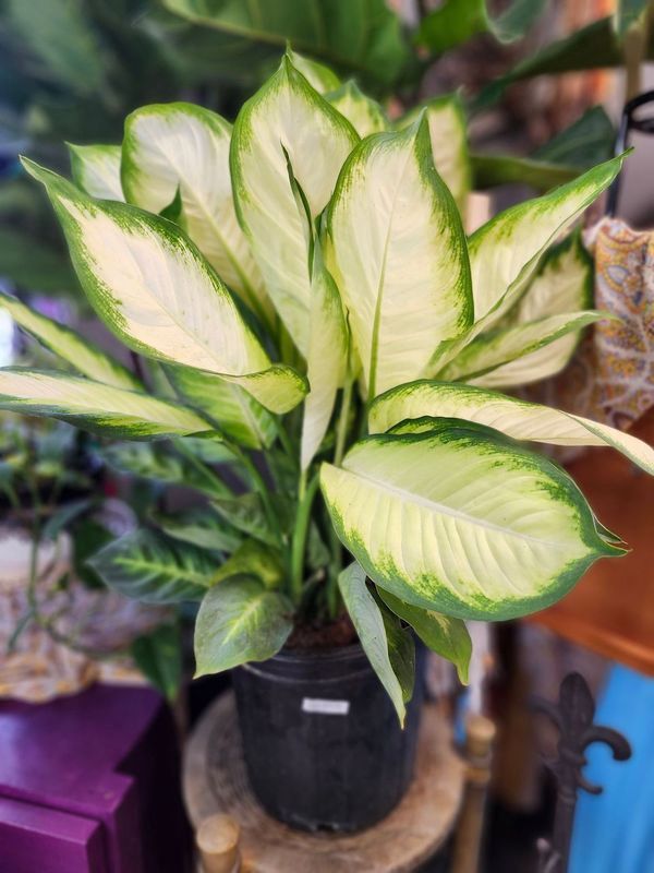 DIEFFENBACHIA CAMILLE 8&quot;