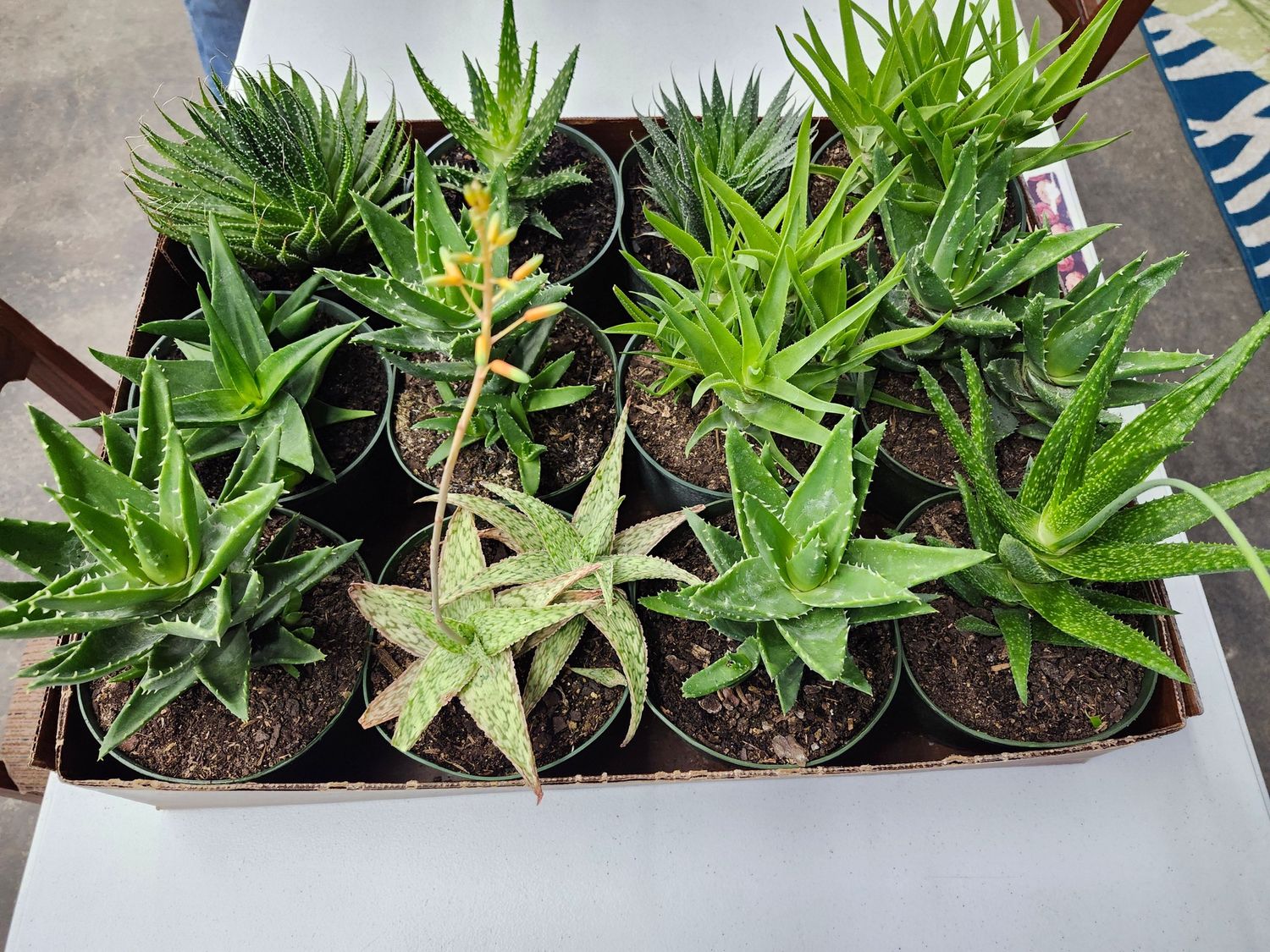 ALOE ASST 6&quot;