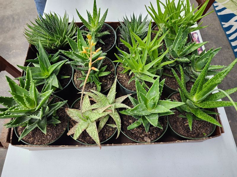 ALOE ASST 6&quot;