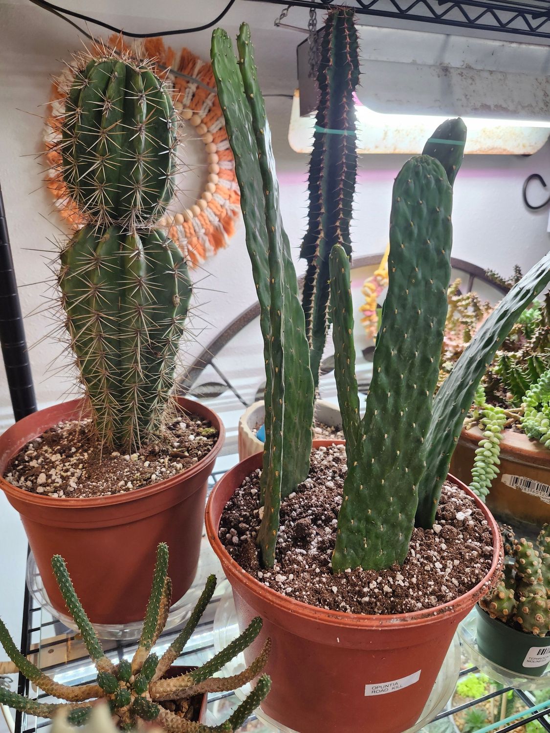 CACTUS ASST 8&quot;