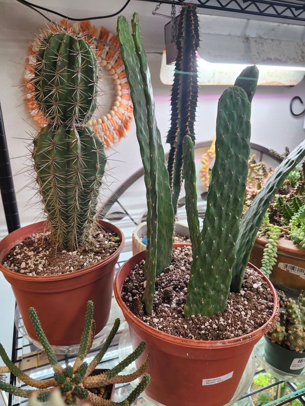 CACTUS ASST 8&quot;