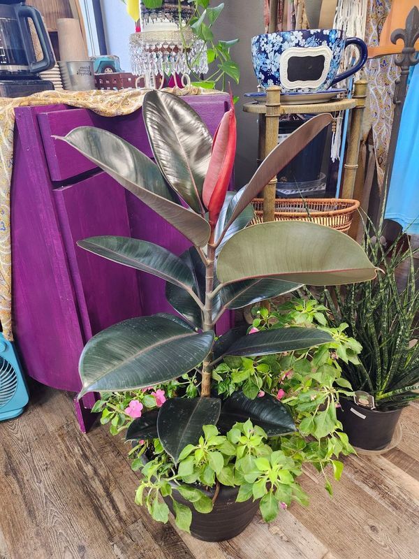FICUS BURGUNDY POTTED 3&#39;